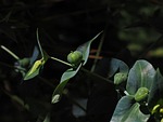 euphorbia lathyris, spurge, euphorbia