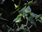 euphorbia lathyris, spurge, euphorbia