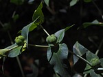 euphorbia lathyris, spurge, euphorbia