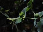 euphorbia lathyris, spurge, euphorbia