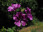 wild mallow, flower, blossom