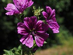 wild mallow, flower, blossom