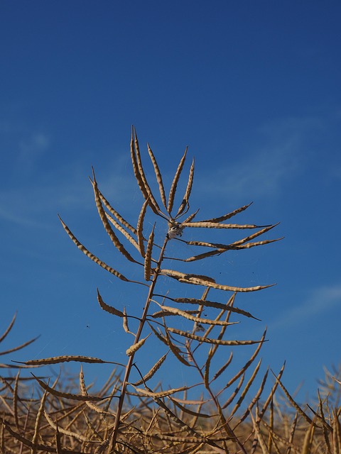 Free Oilseed Rape Rapeseed Pod photo and picture