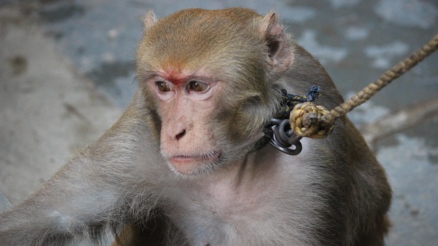 Free Macaque Monkey photo and picture