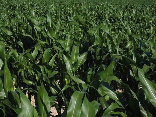 Free Cornfield Corn Cultivation photo and picture
