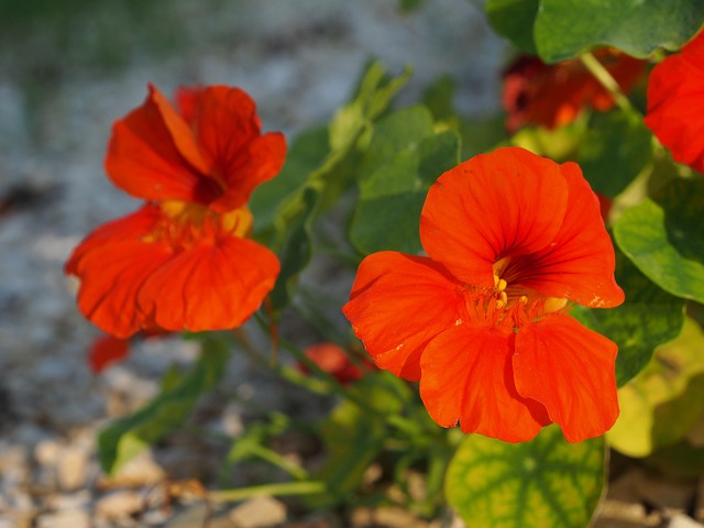 Free Nasturtiums Blossom photo and picture