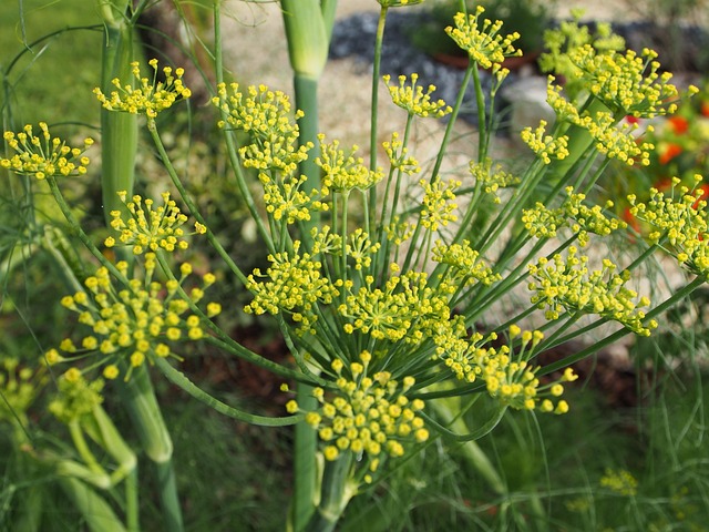 Free Blooming Fennel Flower photo and picture