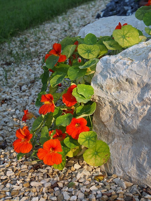 Free Nasturtiums Flower photo and picture