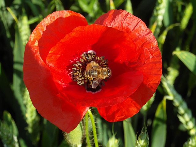 Free Poppy Bee photo and picture