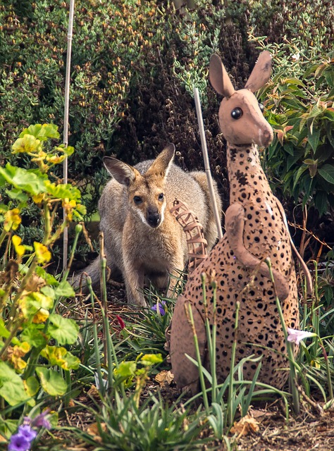 Free Wallaby Rednecked Wallaby photo and picture