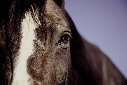 Reitsport gmbh anteile kaufen finanzierung Mantelkauf Kapitalgesellschaft Reitsport gmbh kaufen mit arbeitnehmerüberlassung firmenmantel kaufen