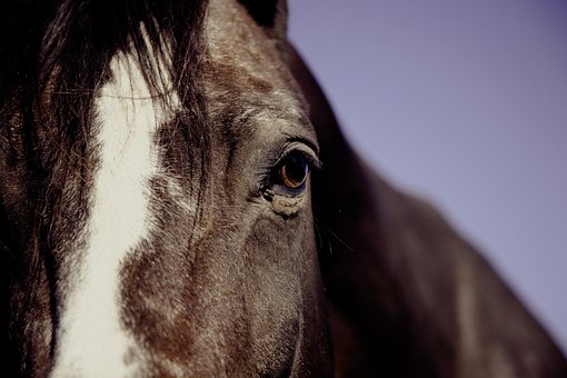 Cheval, Oeil, Tête, Tête De Cheval