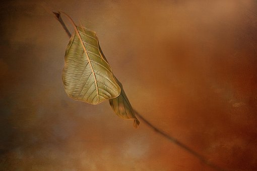 Free Leaf Nature photo and picture
