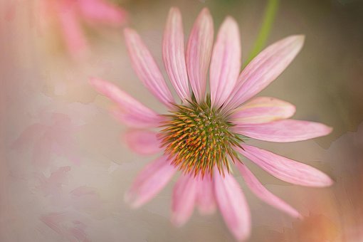 Free Flower Pink photo and picture