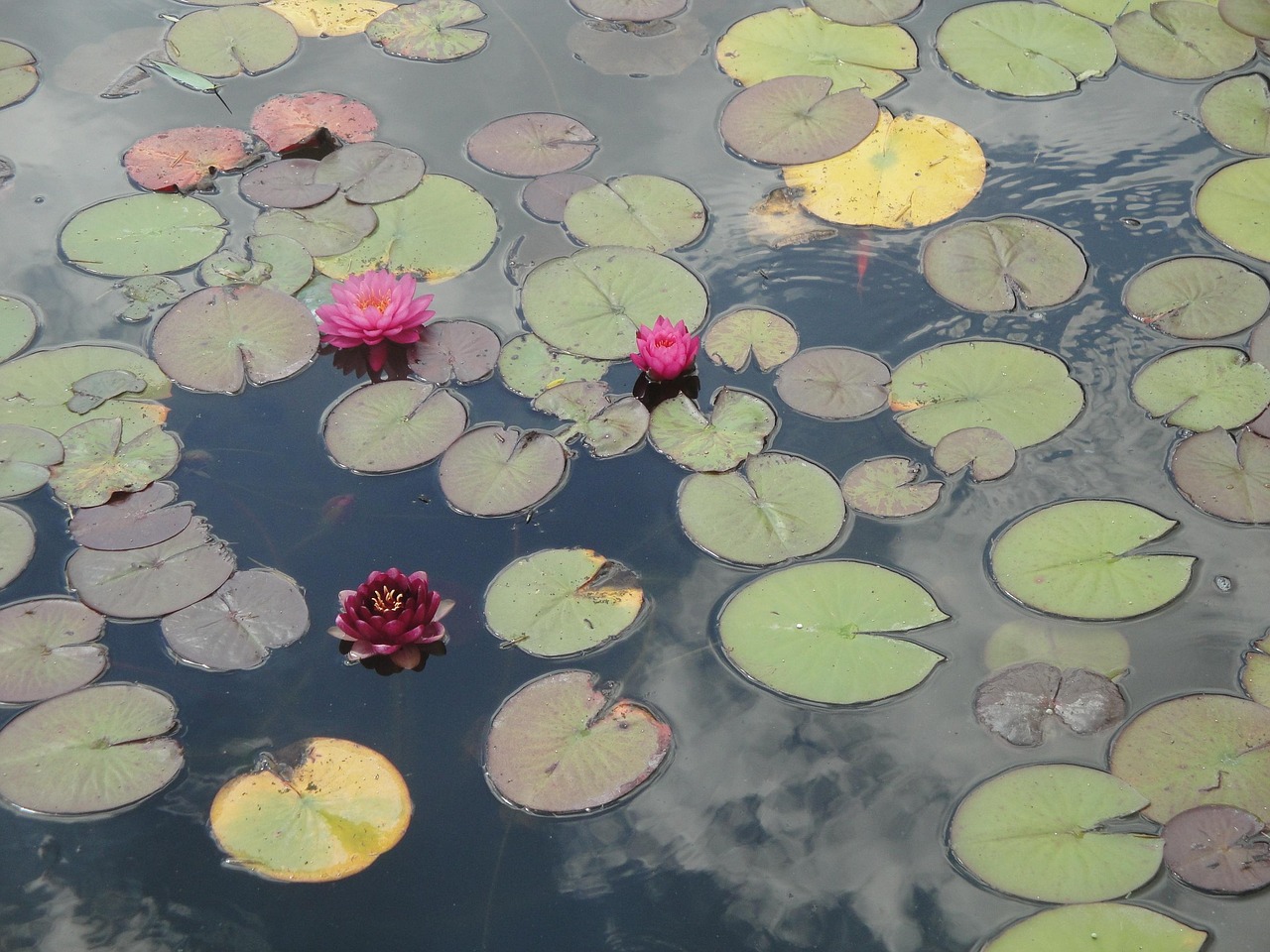 Lotus Water Free photo on Pixabay Pixabay