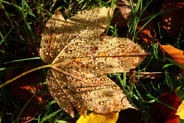 Efterår, Blad, Skov, Dug, Ahorn Blad