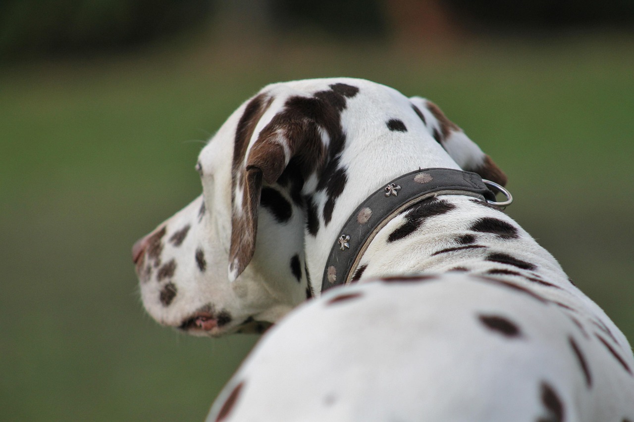 Dog - free online jigsaw puzzle photo