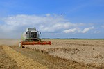 agriculture, harvest, wheat