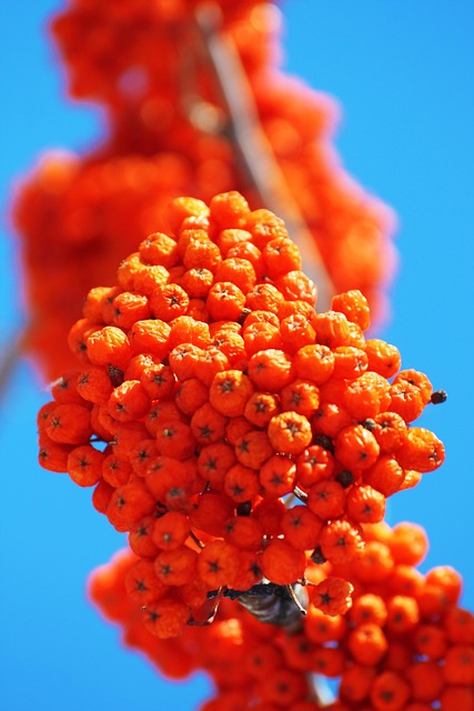 Free Tree Winter photo and picture