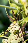 orchid, cambria, yellow