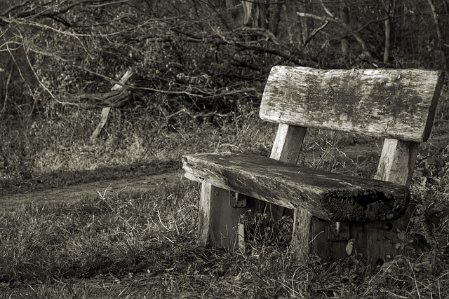 Banco, Bosque, Naturaleza, Bancos