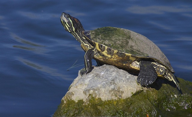 Schildkröte, Reptil, See, Natur, Sonnen
