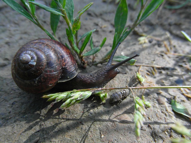 Free Snail Nature photo and picture