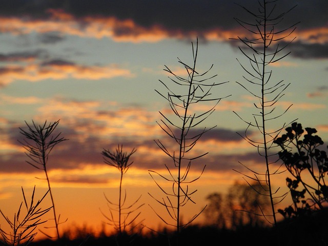Free Sunset Plants photo and picture