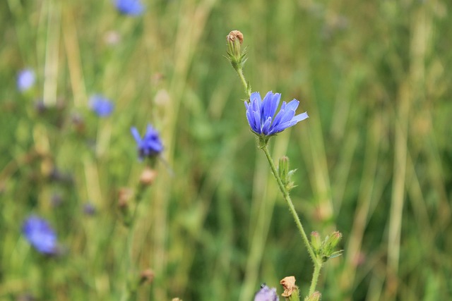 Vent Væk, Blomst, Wildflower, Blomstre