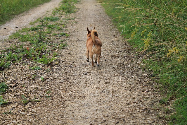 Chihuahua, Hund, Sti, Lille Hund