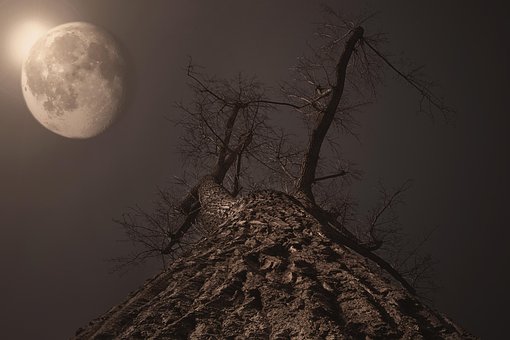 Měsíc, Strom, Měsíční Svit, Úplněk