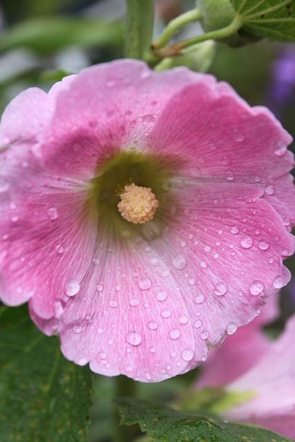 Garten, Hautnah, Rosa Stockrosen