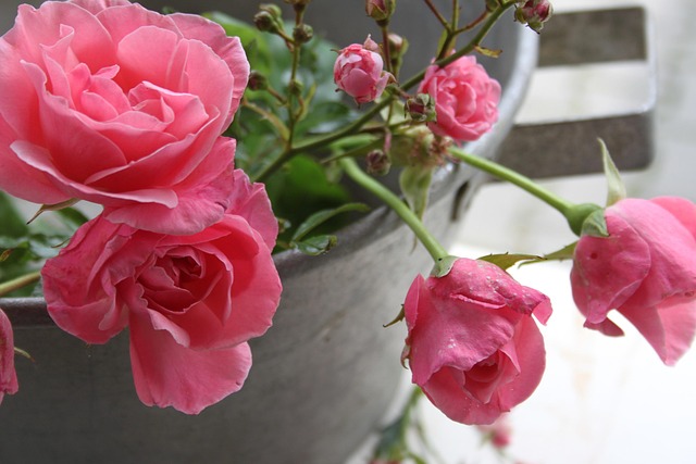 Garten, Zink, Rosa, Rosen, Rosa Rose
