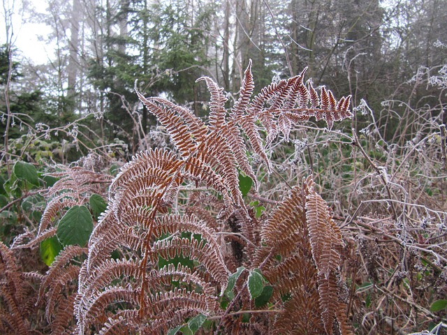 Free Frost Fern photo and picture