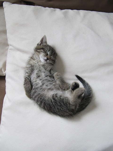 Free Kitten Cat photo and picture
