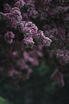 pink, blossom, nature