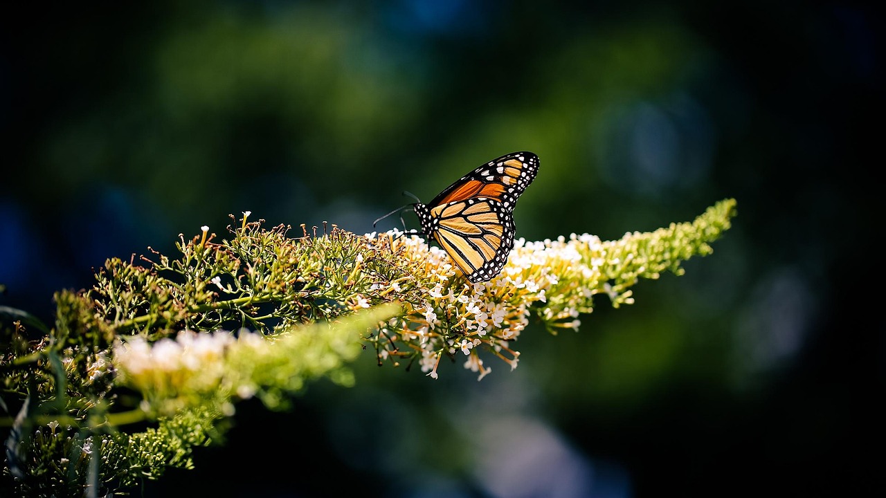Butterfly - free online jigsaw puzzle photo