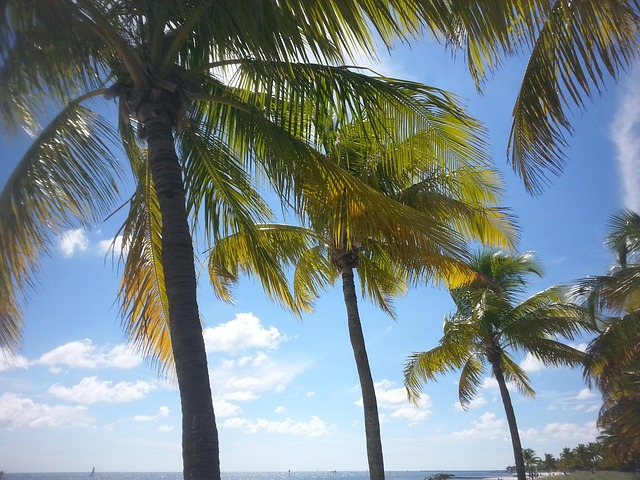 Free Palm Tree Tropical photo and picture