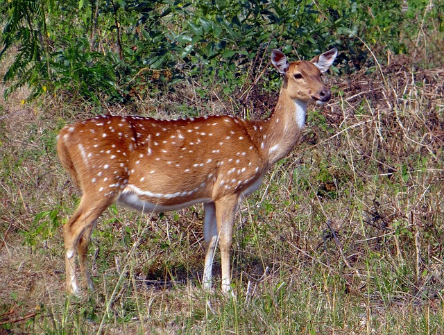 Free Spotted Deer Chital photo and picture
