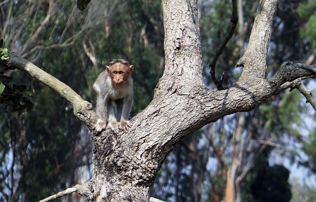 Free Bonnet Macaque Baby photo and picture