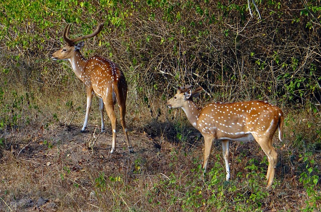 Free Spotted Deer Chital photo and picture