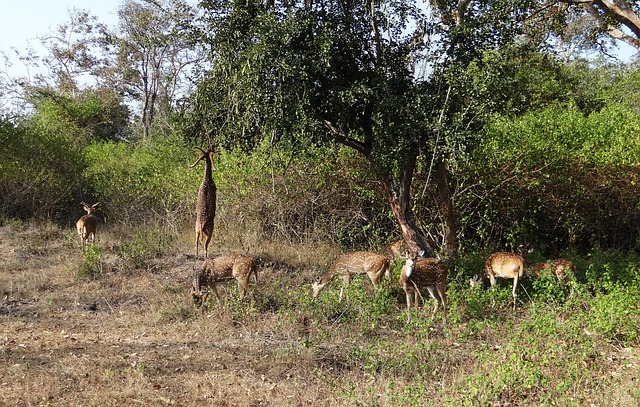 Free Spotted Deer Chital photo and picture