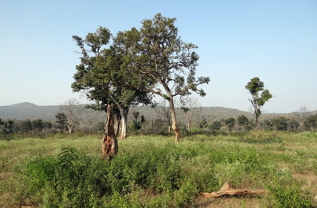 Free Forest Deciduous photo and picture