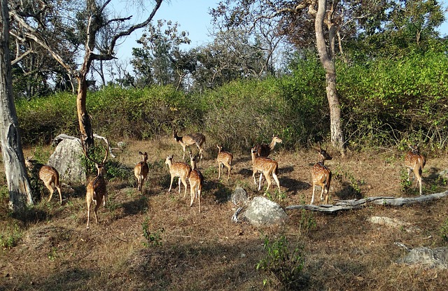Free Spotted Deer Chital photo and picture