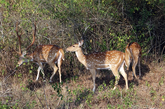 Free Spotted Deer Chital photo and picture