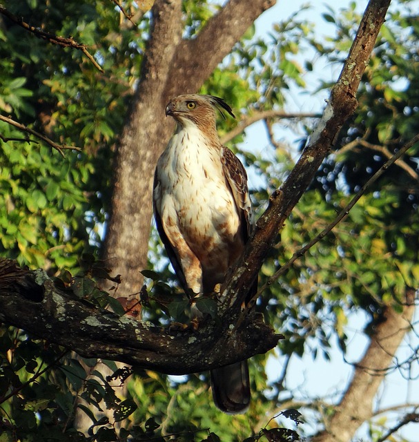 Free Eagle Changeable Hawk-Eagle photo and picture