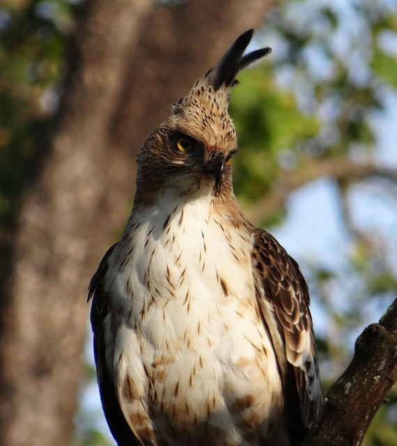 Free Eagle Changeable Hawk-Eagle photo and picture