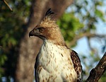 eagle, changeable hawk-eagle, crested hawk-eagle