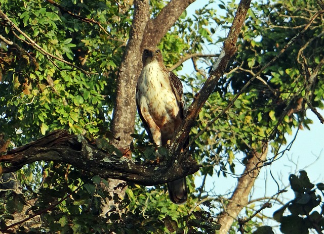 Free Eagle Changeable Hawk-Eagle photo and picture