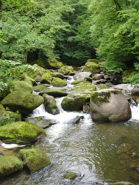 Bach, Steine, Wasserlauf, Gebirgsbach